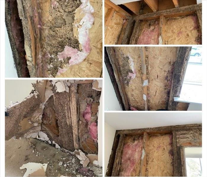 Termite damage in NJ, Termite inspectors near me, Termites,