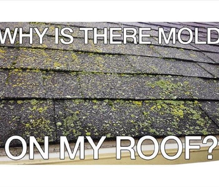 Roof Damage in NJ, Prevent Roof Algae, Moss, and Lichens, water damage restoration in NJ, water damage in NJ