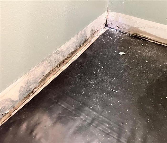 Mold found on baseboard