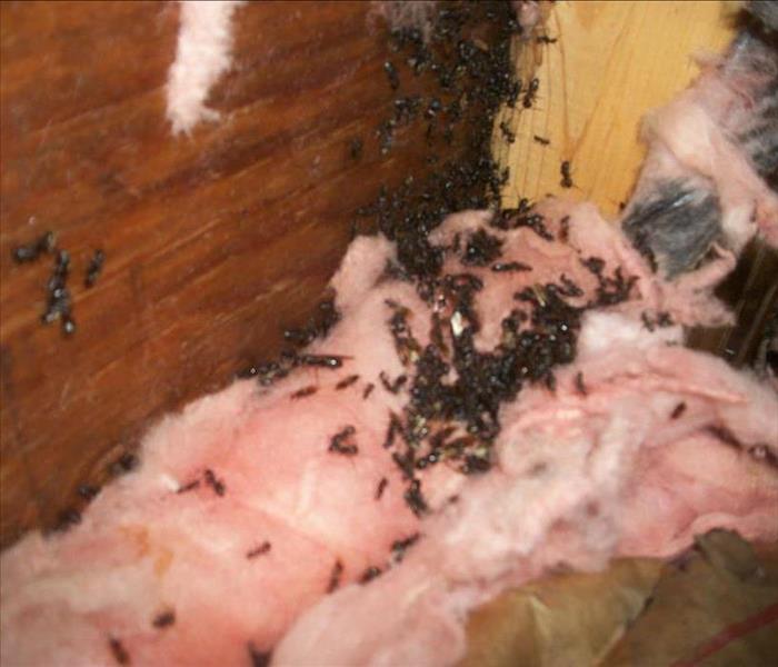 Pest Control in NJ, Termite Damage in NJ, Termites in NJ, Termites and Insurance property damage claims in NJ