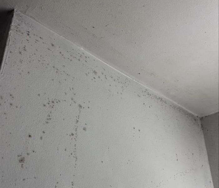 mold on wall/ceiling of bathroom