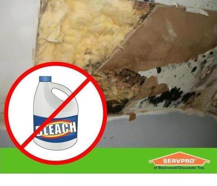 Cleaning Mold with Bleach is Hazardous, Don't use bleach, Mold - image of mold in property