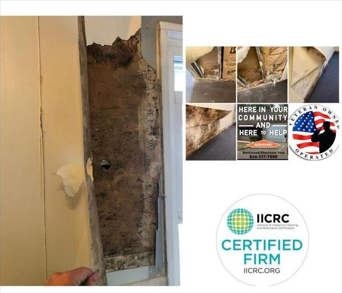 How does black mold form, mold experts near me, mold removal companies near me, mold remediation near me